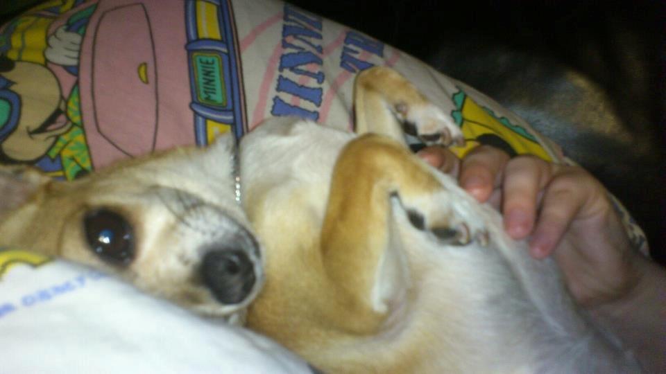 Chihuahua Cindy billede 14