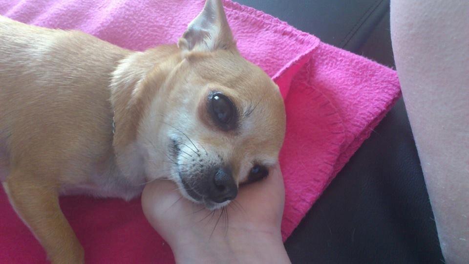 Chihuahua Cindy billede 15