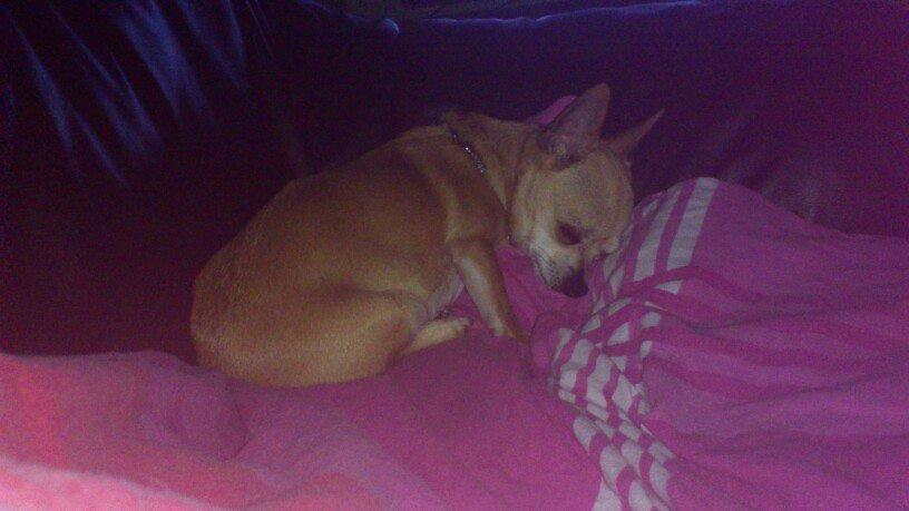 Chihuahua Cindy billede 16