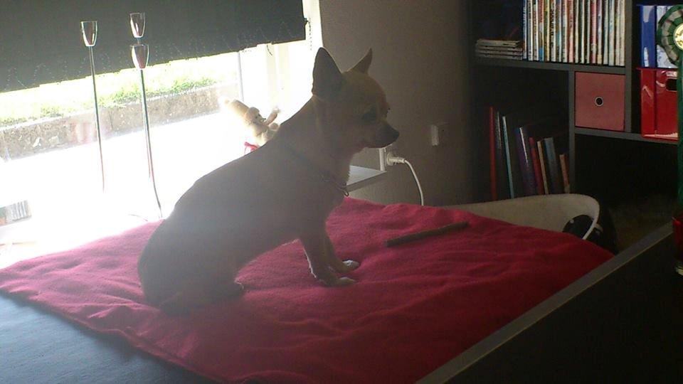 Chihuahua Cindy billede 17