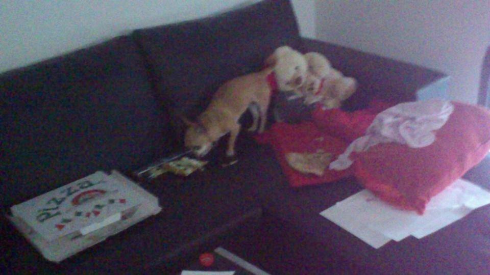 Chihuahua Cindy billede 18