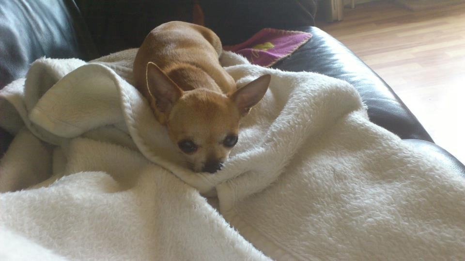 Chihuahua Cindy billede 19