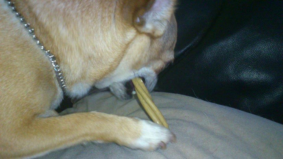 Chihuahua Cindy billede 20