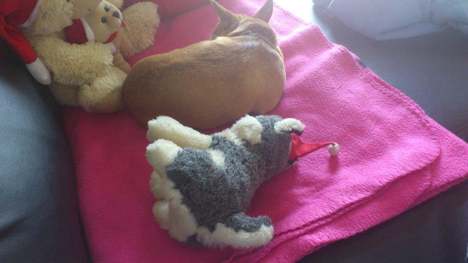 Chihuahua Cindy billede 21