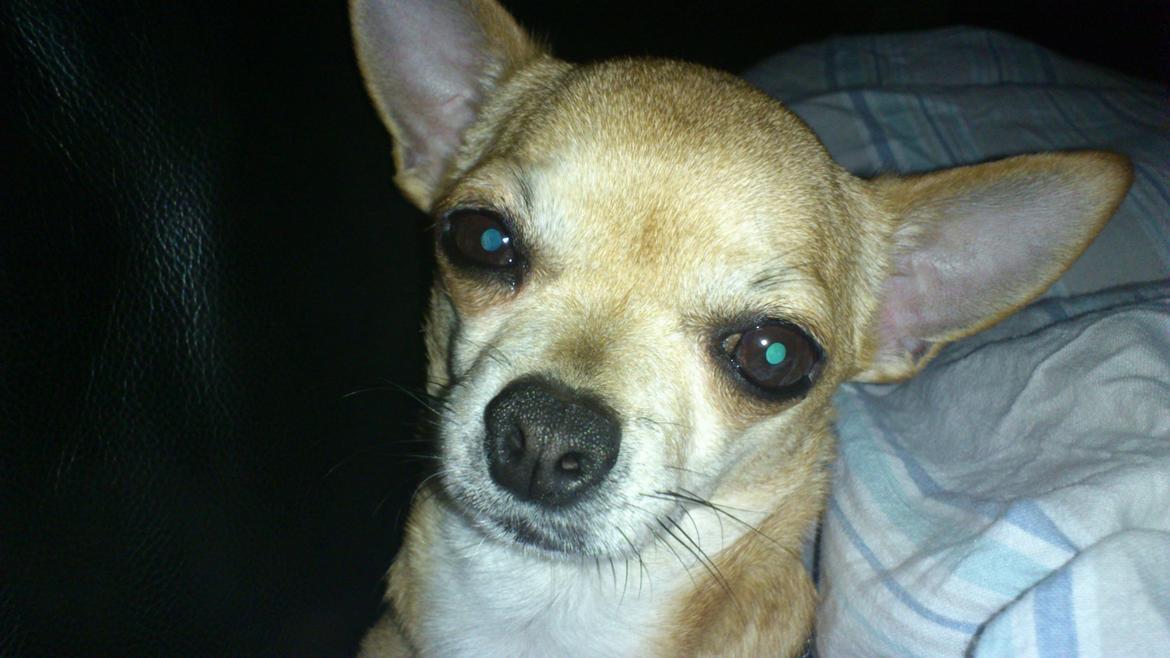 Chihuahua Cindy billede 22