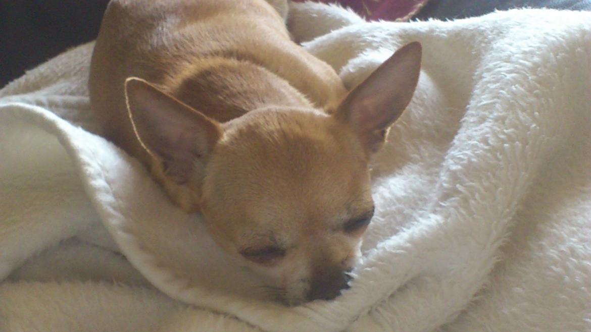 Chihuahua Cindy billede 23