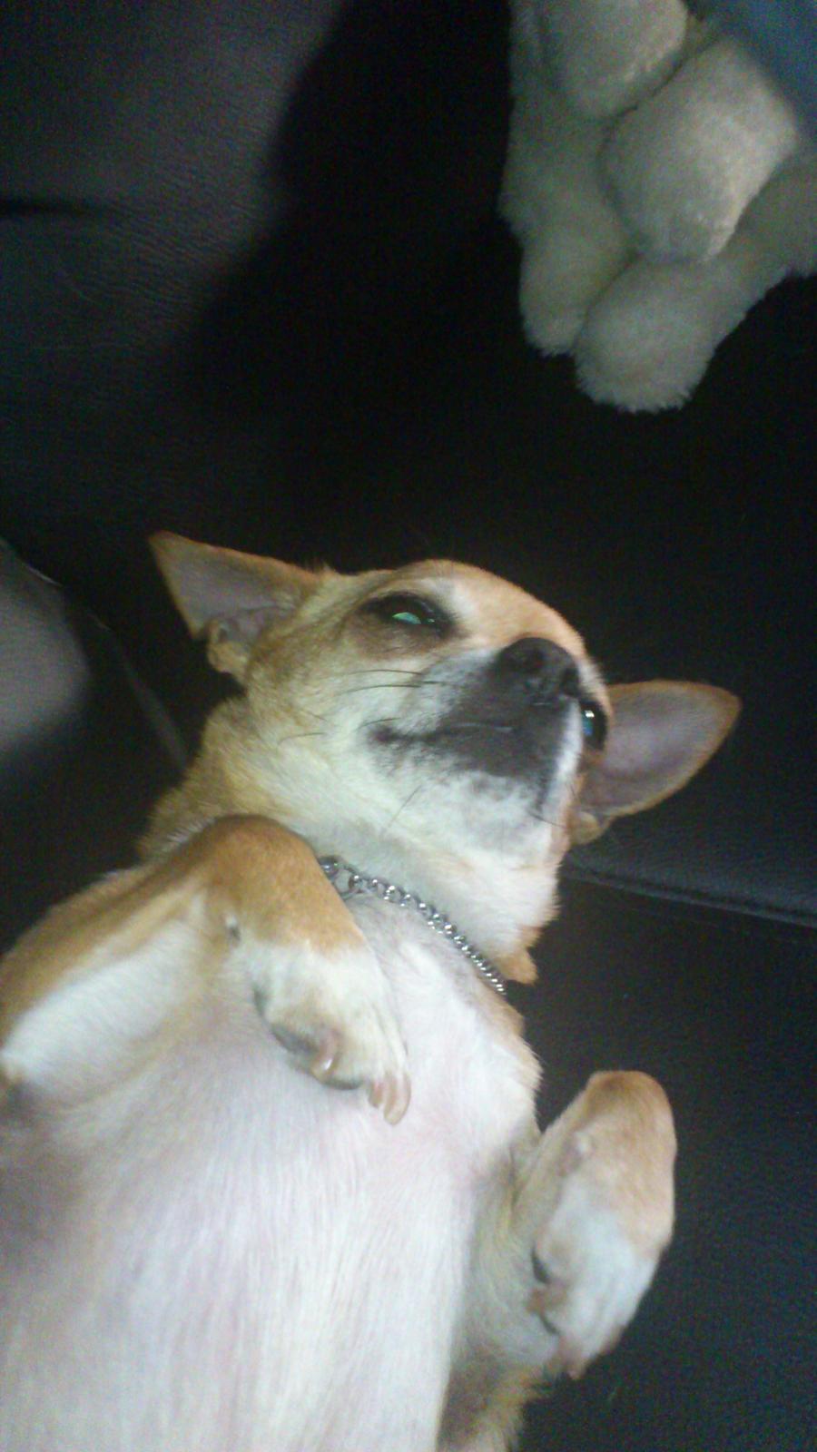 Chihuahua Cindy billede 25