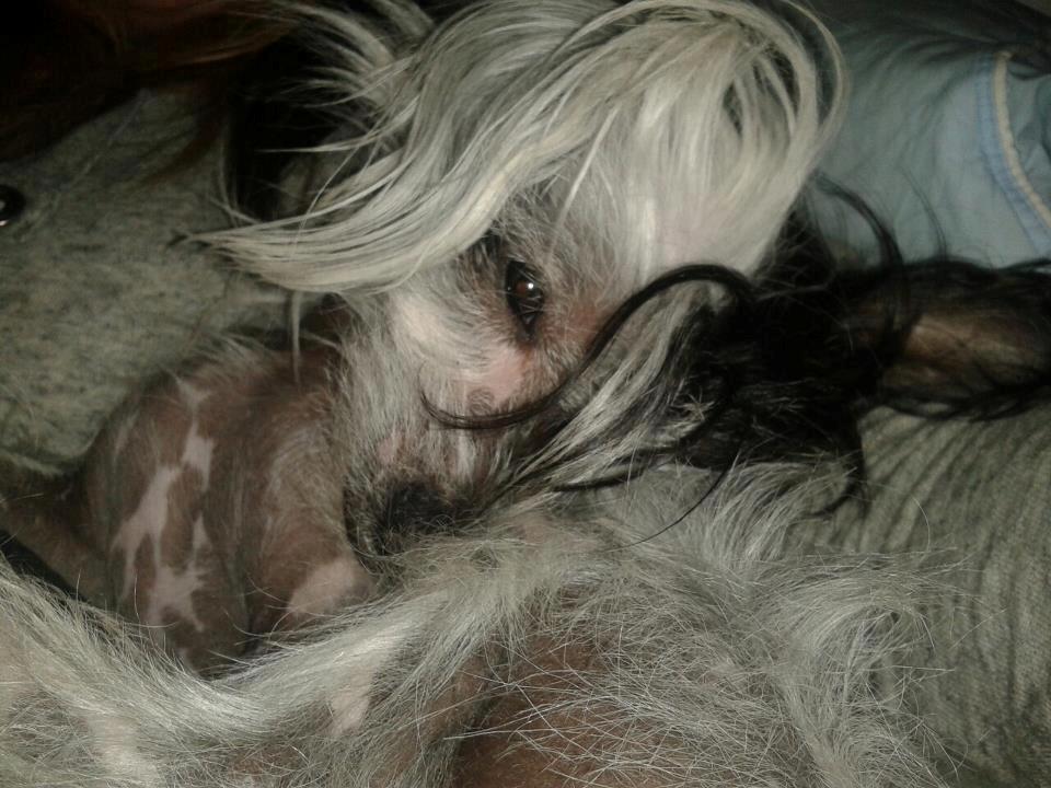 Chinese crested hårløs Karla billede 1