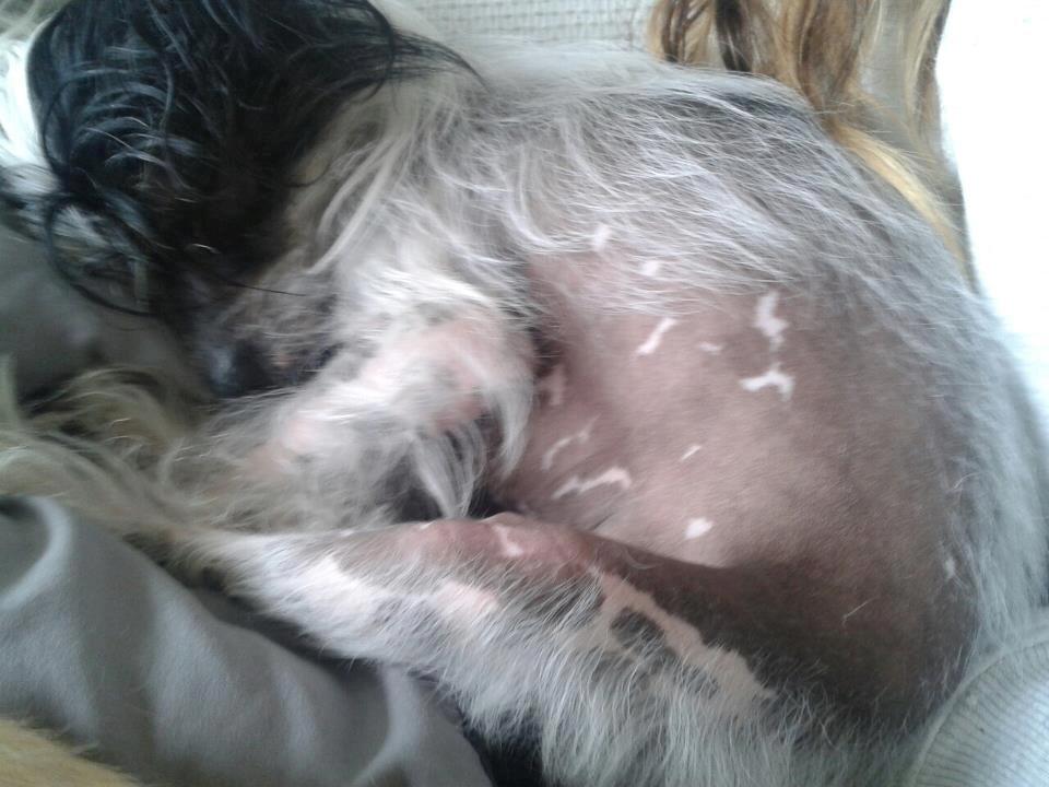 Chinese crested hårløs Karla billede 7