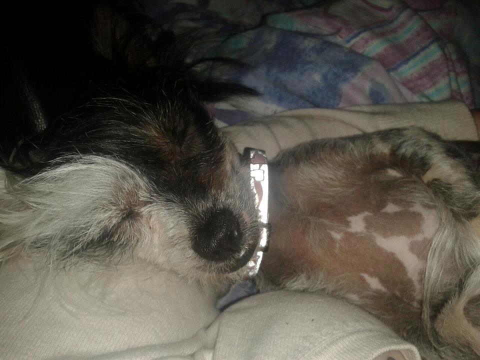 Chinese crested hårløs Karla billede 8