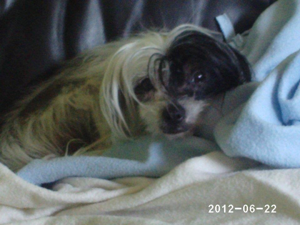 Chinese crested hårløs Karla billede 9