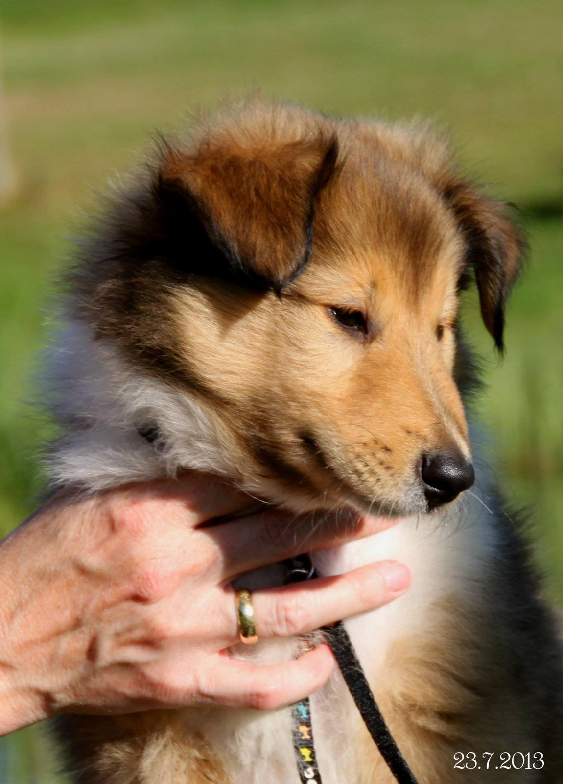 Collie langhåret Ebony Moor´s Charismatic Cato - Ebony Moor´s Charismatic Cato billede 41