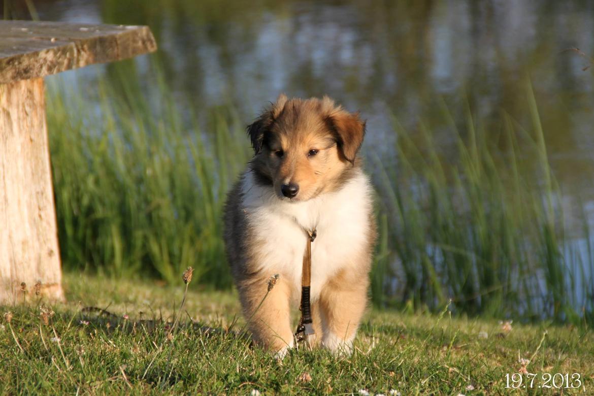 Collie langhåret Ebony Moor´s Charismatic Cato - Ebony Moor´s Charismatic Cato billede 43