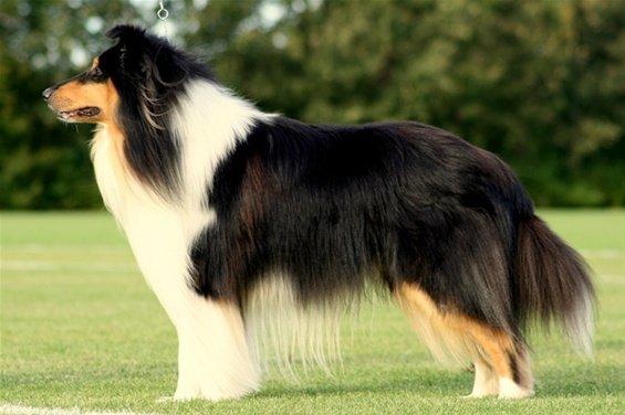 Collie langhåret Ebony Moor´s Charismatic Cato - Far:
Lapinettes Back In Black

Farve: Tricolor billede 46