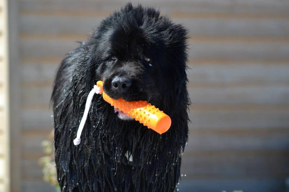 Newfoundlænder Munkevang Fenris - Noa 6 år d.20.07.2013 billede 23