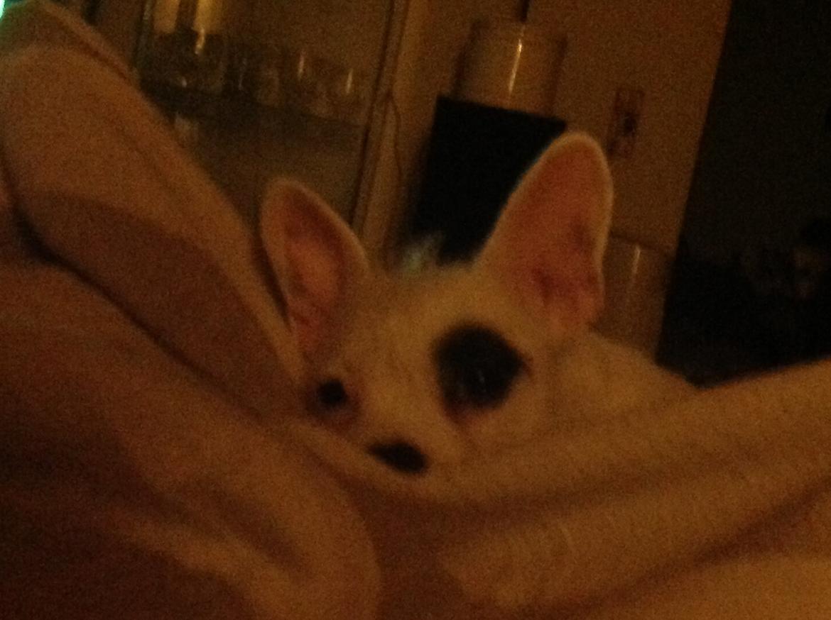 Blanding af racer Mimse billede 2