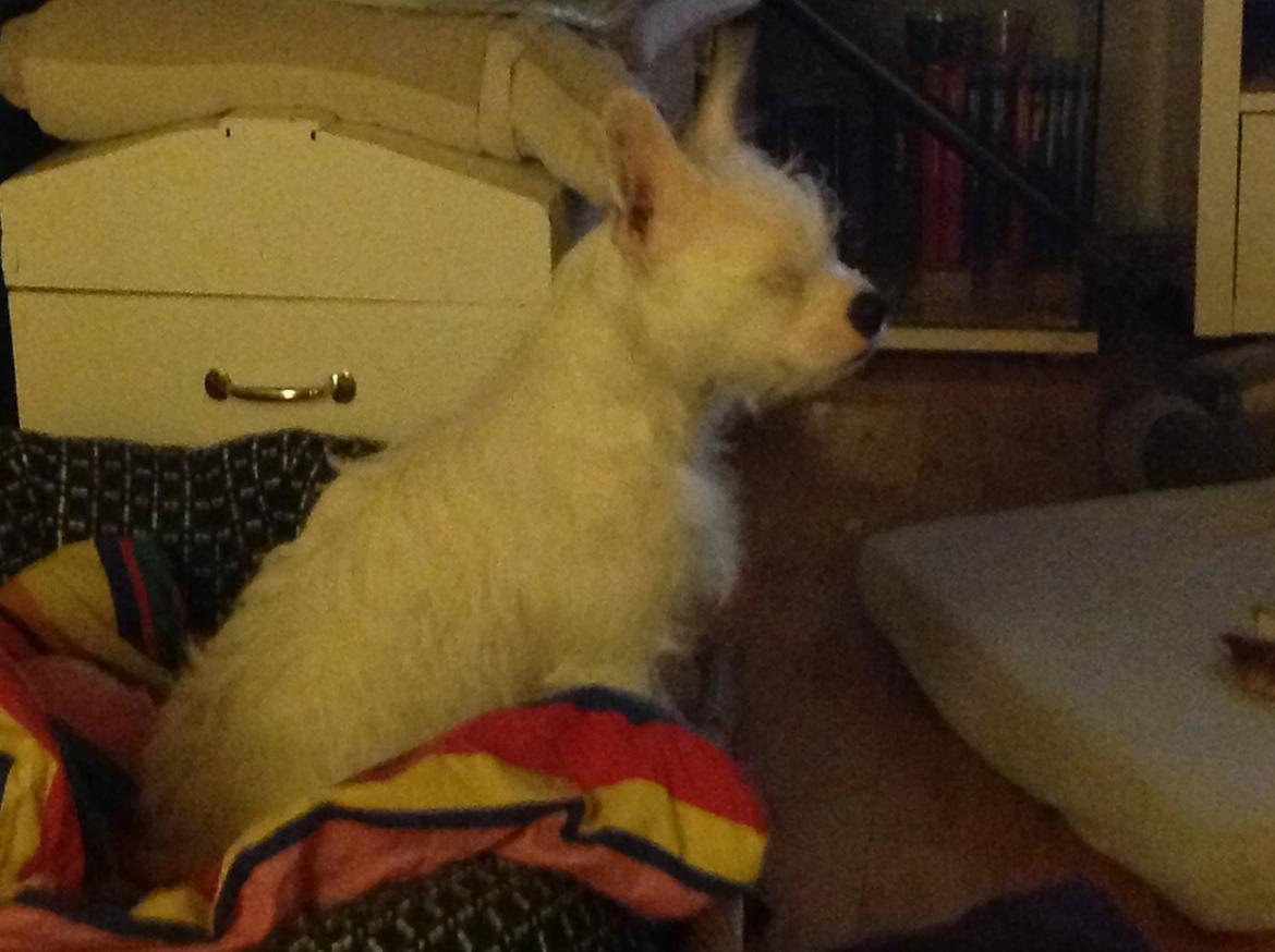 Blanding af racer Mimse billede 3