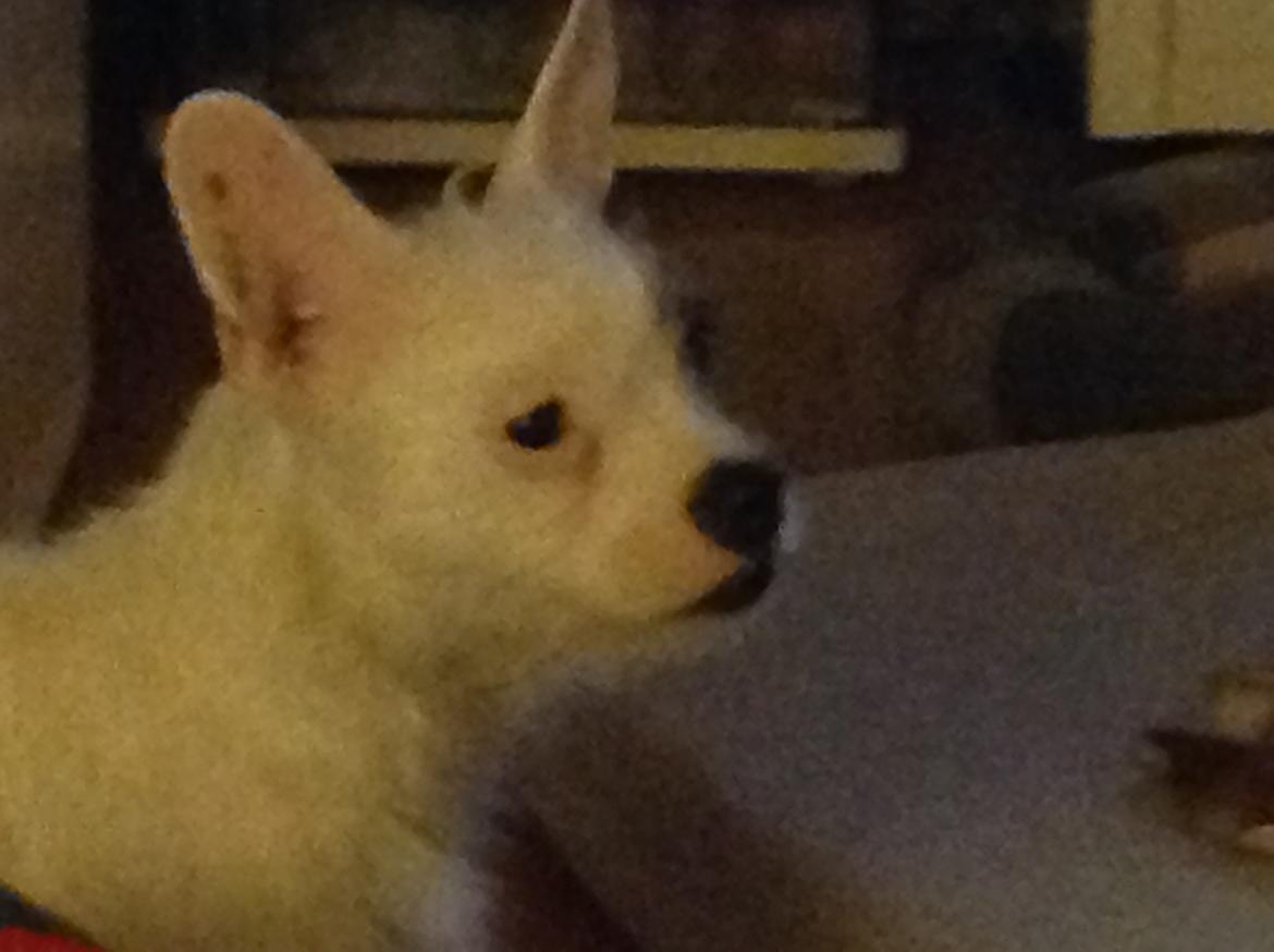 Blanding af racer Mimse billede 5