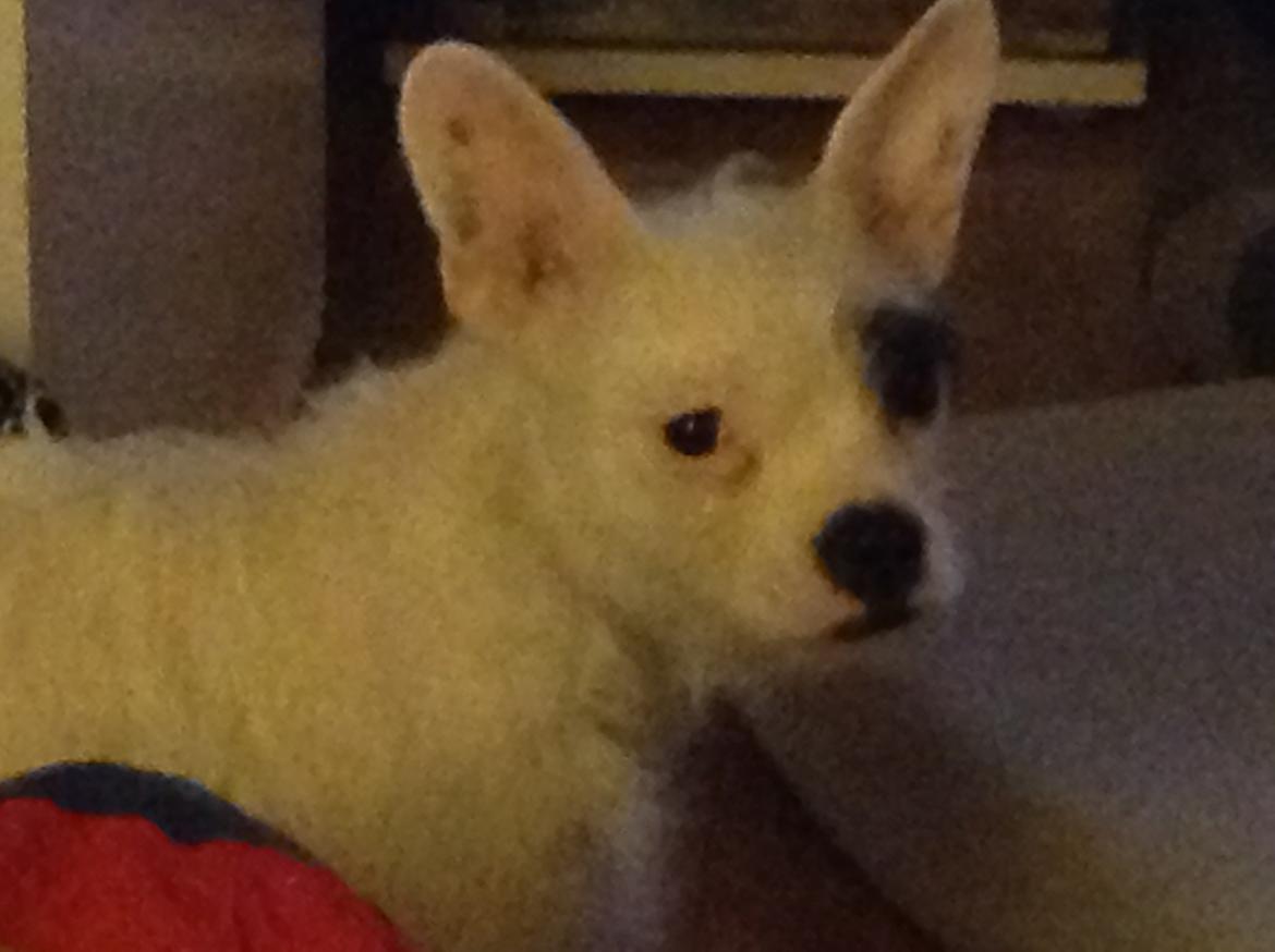 Blanding af racer Mimse billede 6