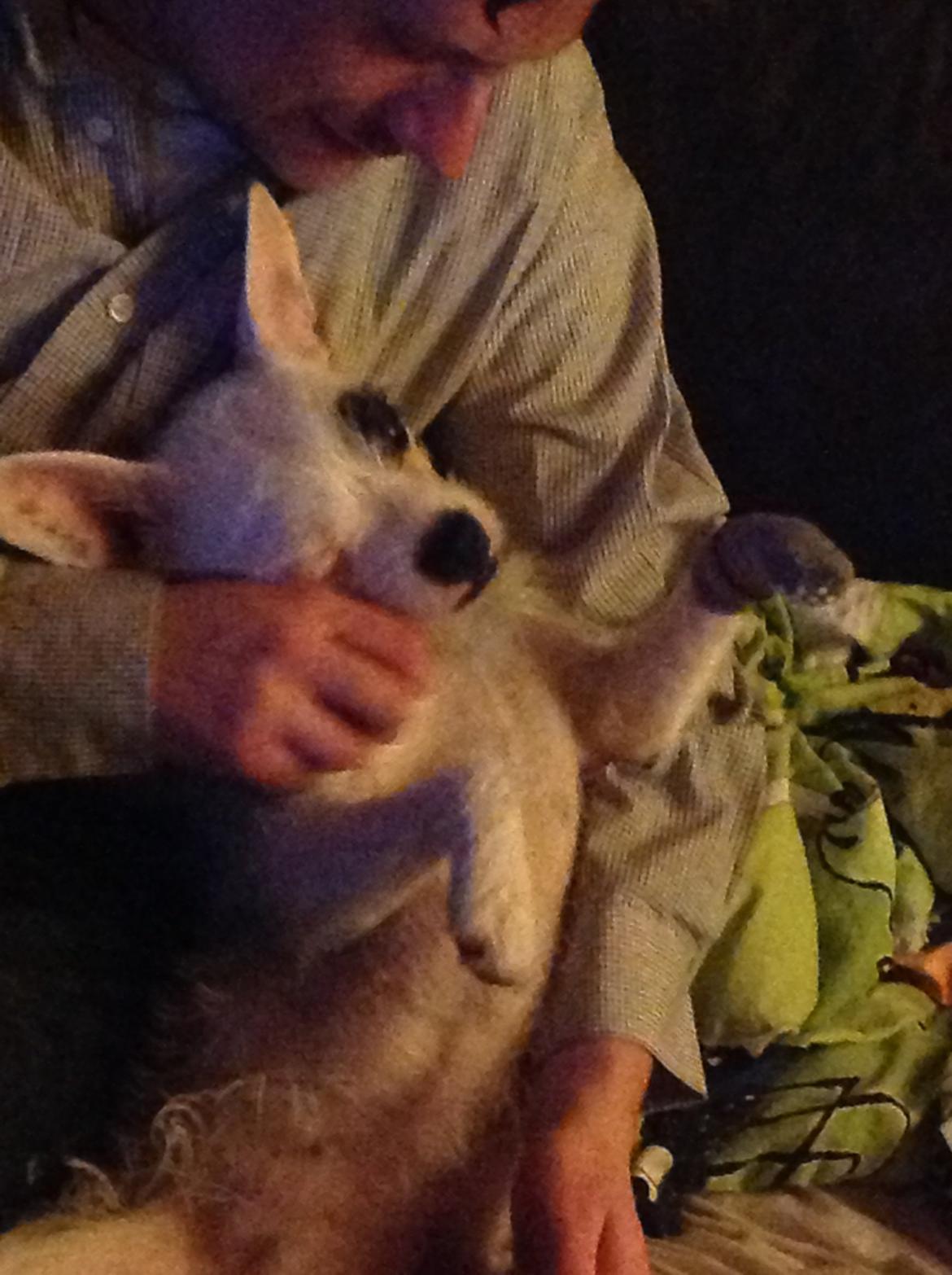 Blanding af racer Mimse billede 8