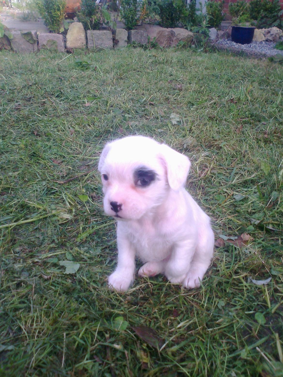 Blanding af racer Mimse billede 10