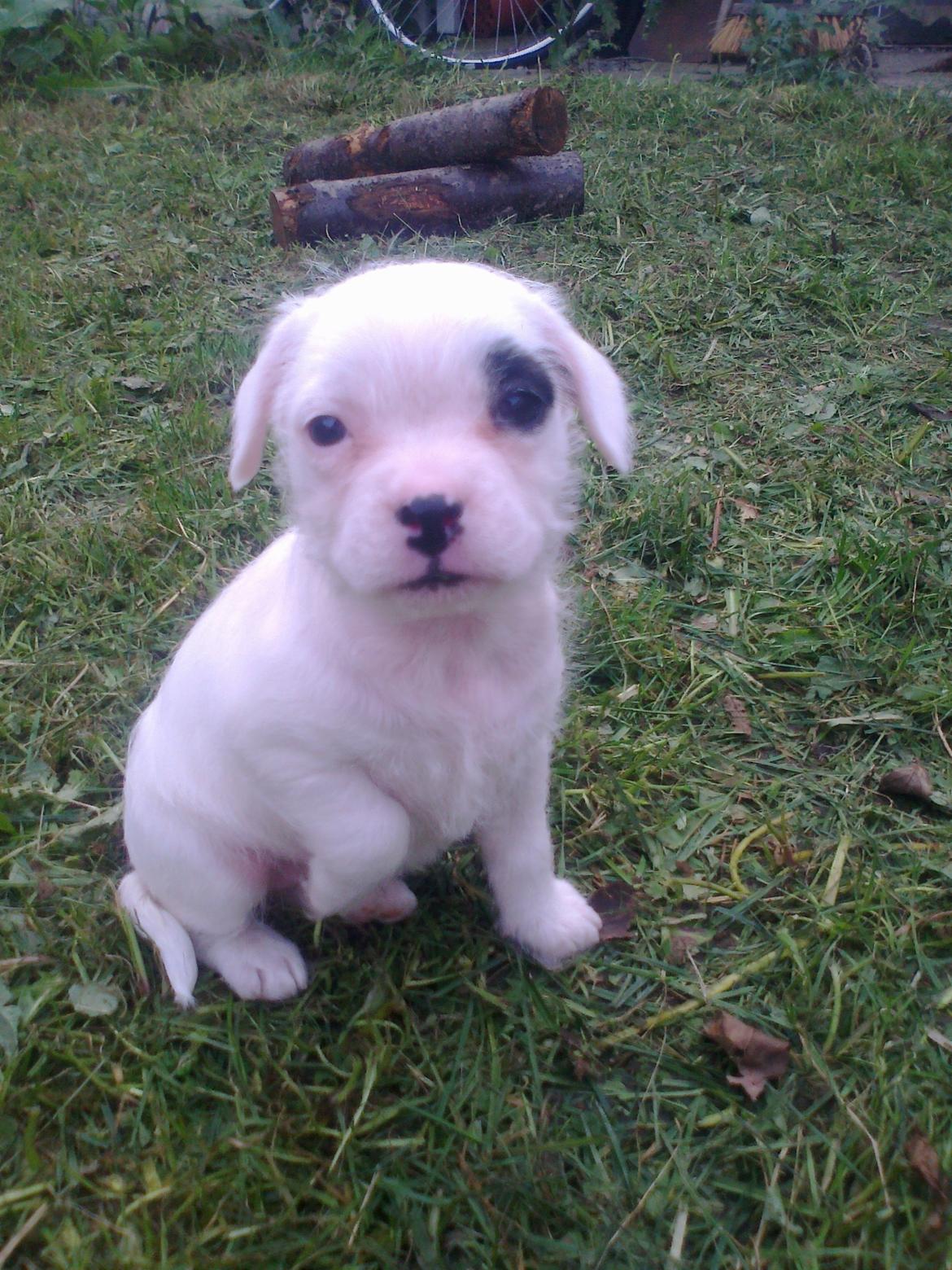 Blanding af racer Mimse billede 11