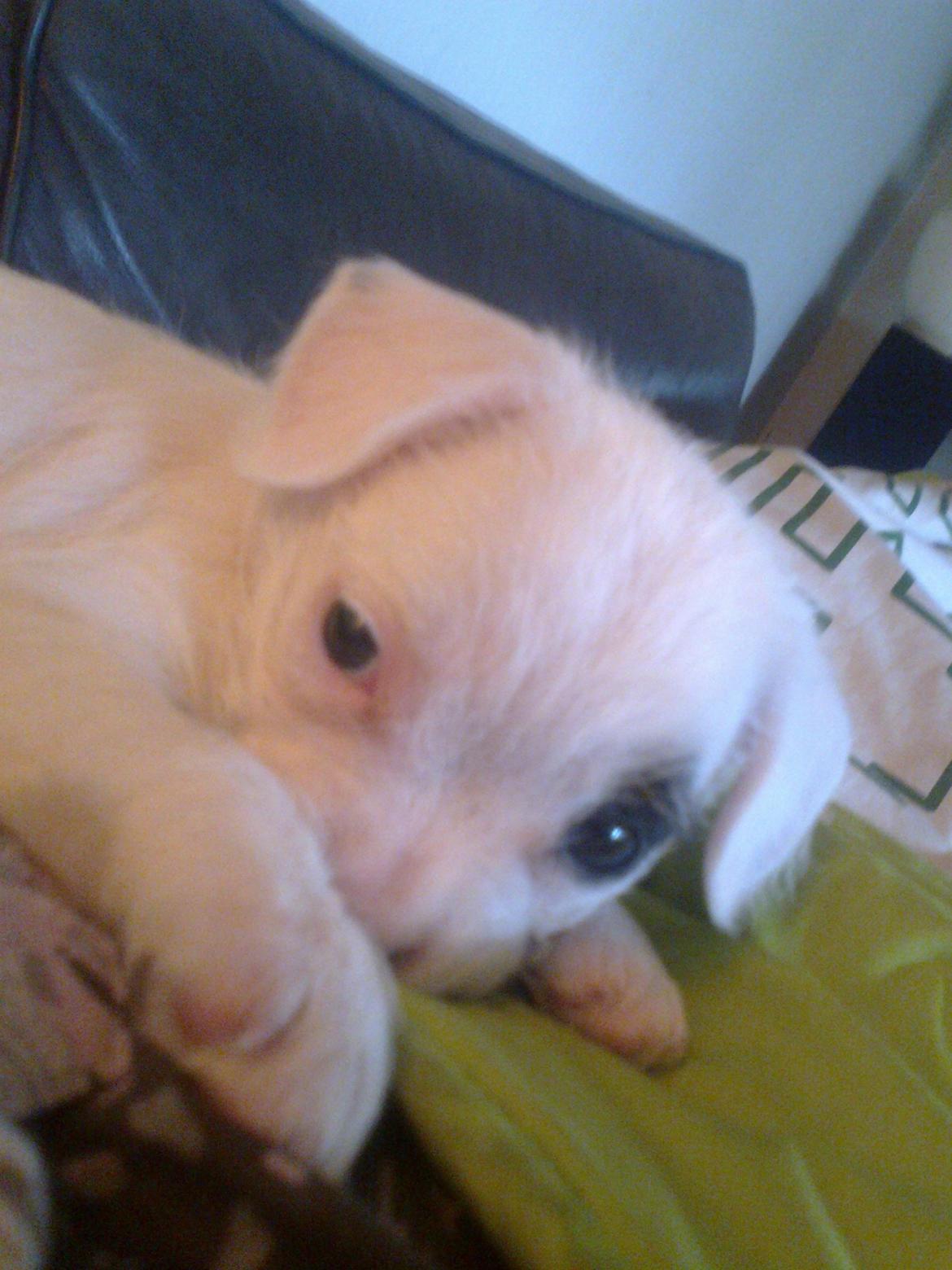 Blanding af racer Mimse billede 12