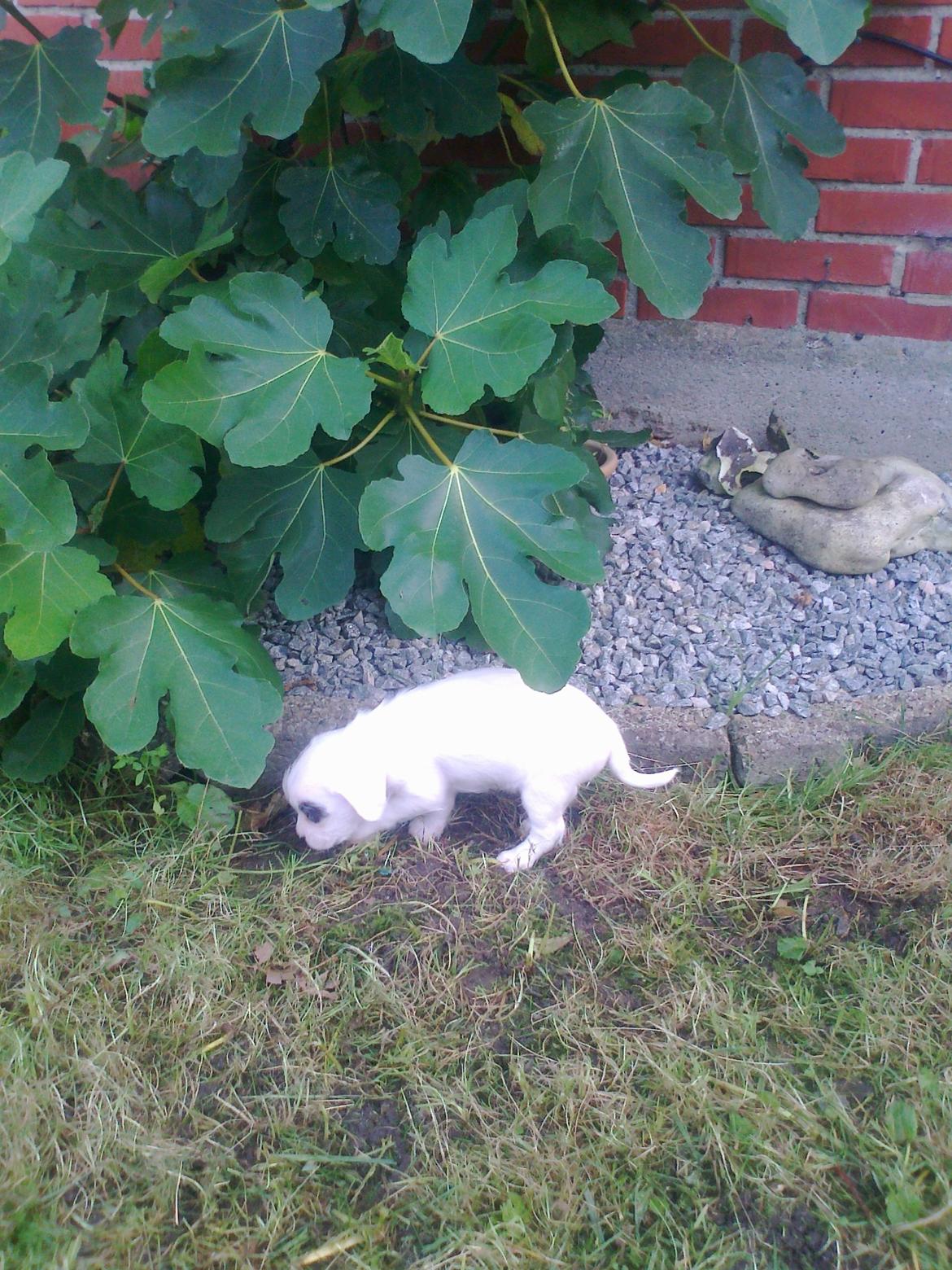 Blanding af racer Mimse billede 13