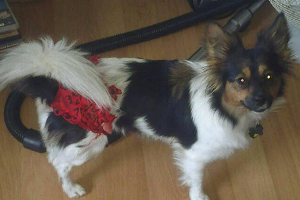 Blanding af racer Fie Caroline billede 1