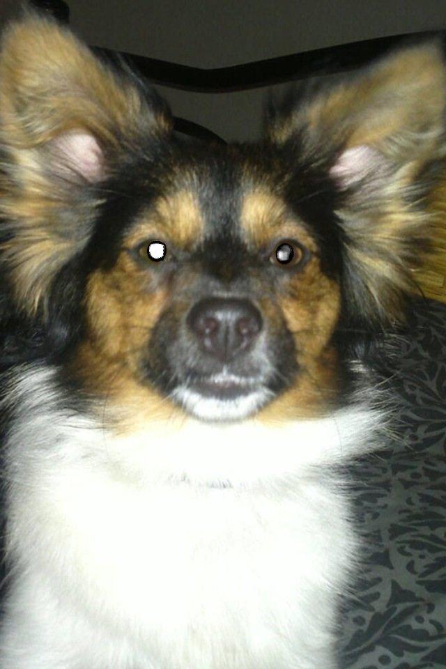 Blanding af racer Fie Caroline billede 2