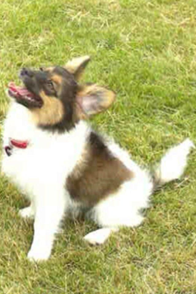 Blanding af racer Fie Caroline billede 3