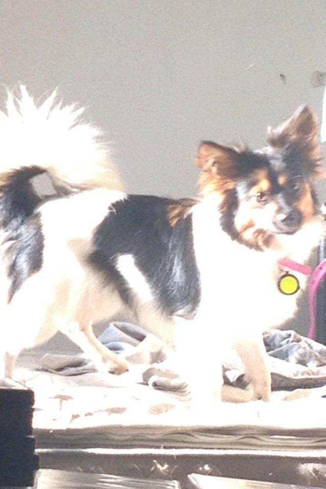 Blanding af racer Fie Caroline billede 4