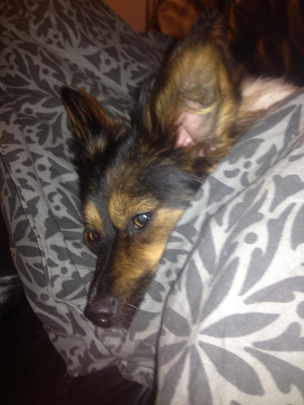 Blanding af racer Fie Caroline billede 5