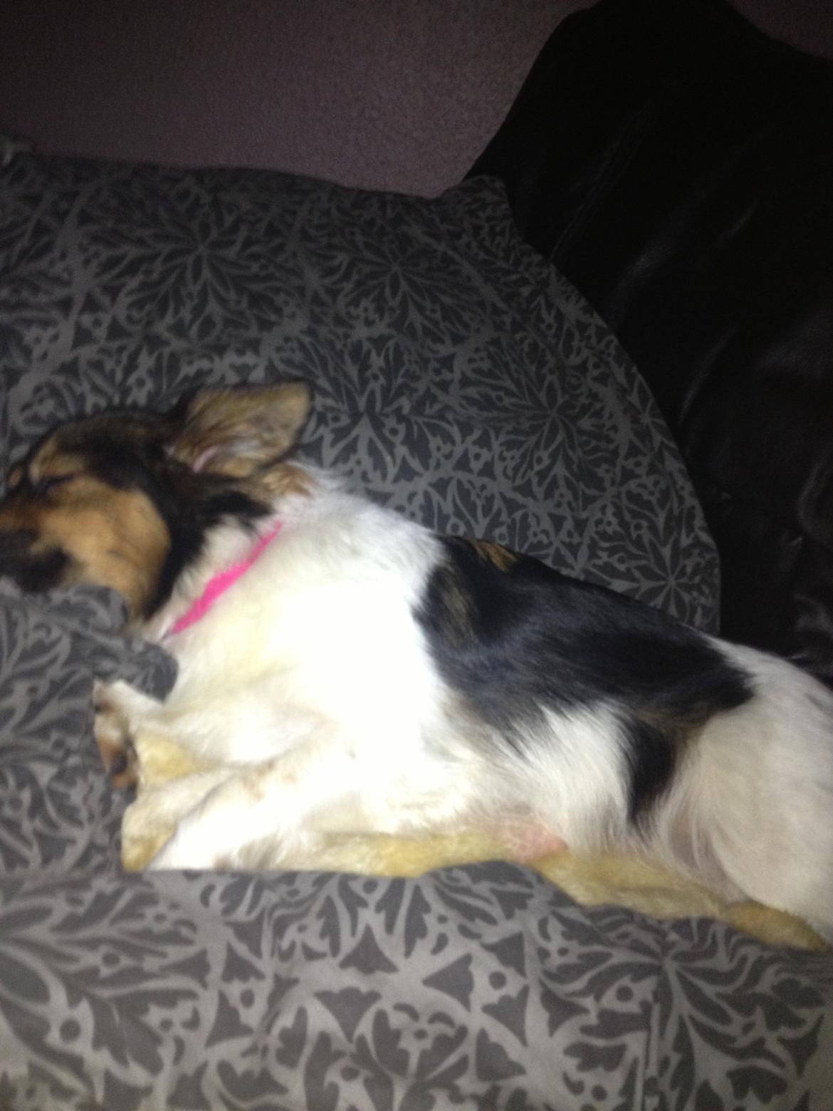 Blanding af racer Fie Caroline billede 6