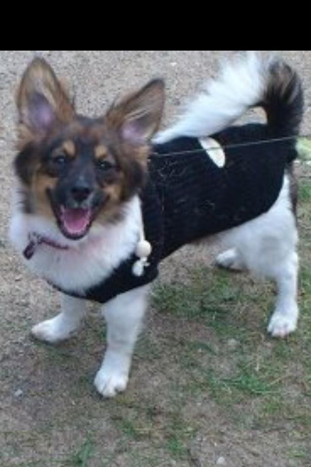 Blanding af racer Fie Caroline billede 7