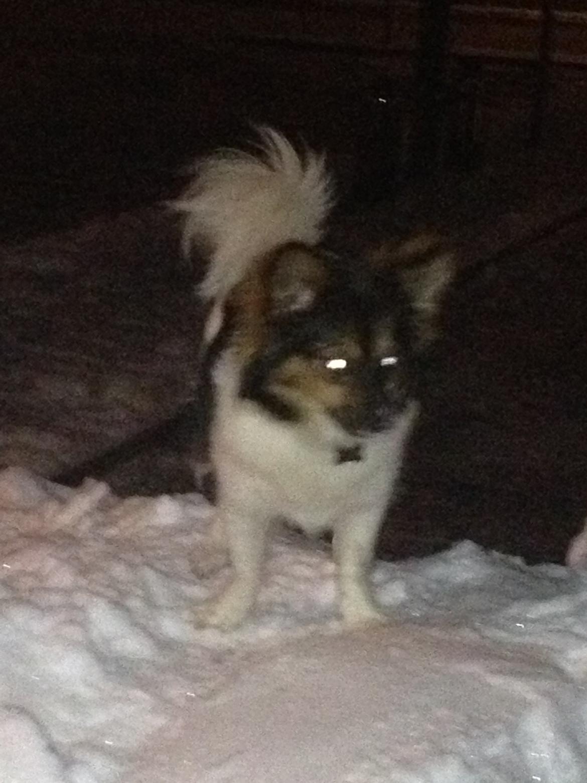 Blanding af racer Fie Caroline billede 8