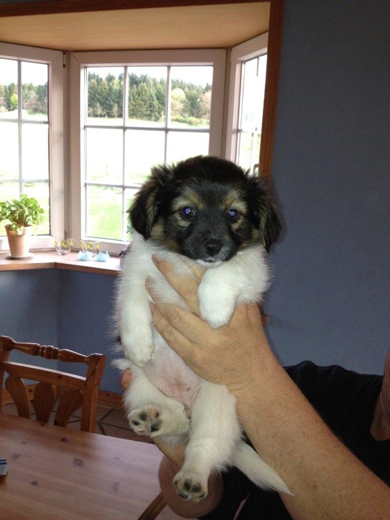 Blanding af racer Fie Caroline billede 9