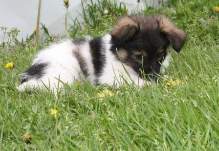 Blanding af racer Fie Caroline billede 10