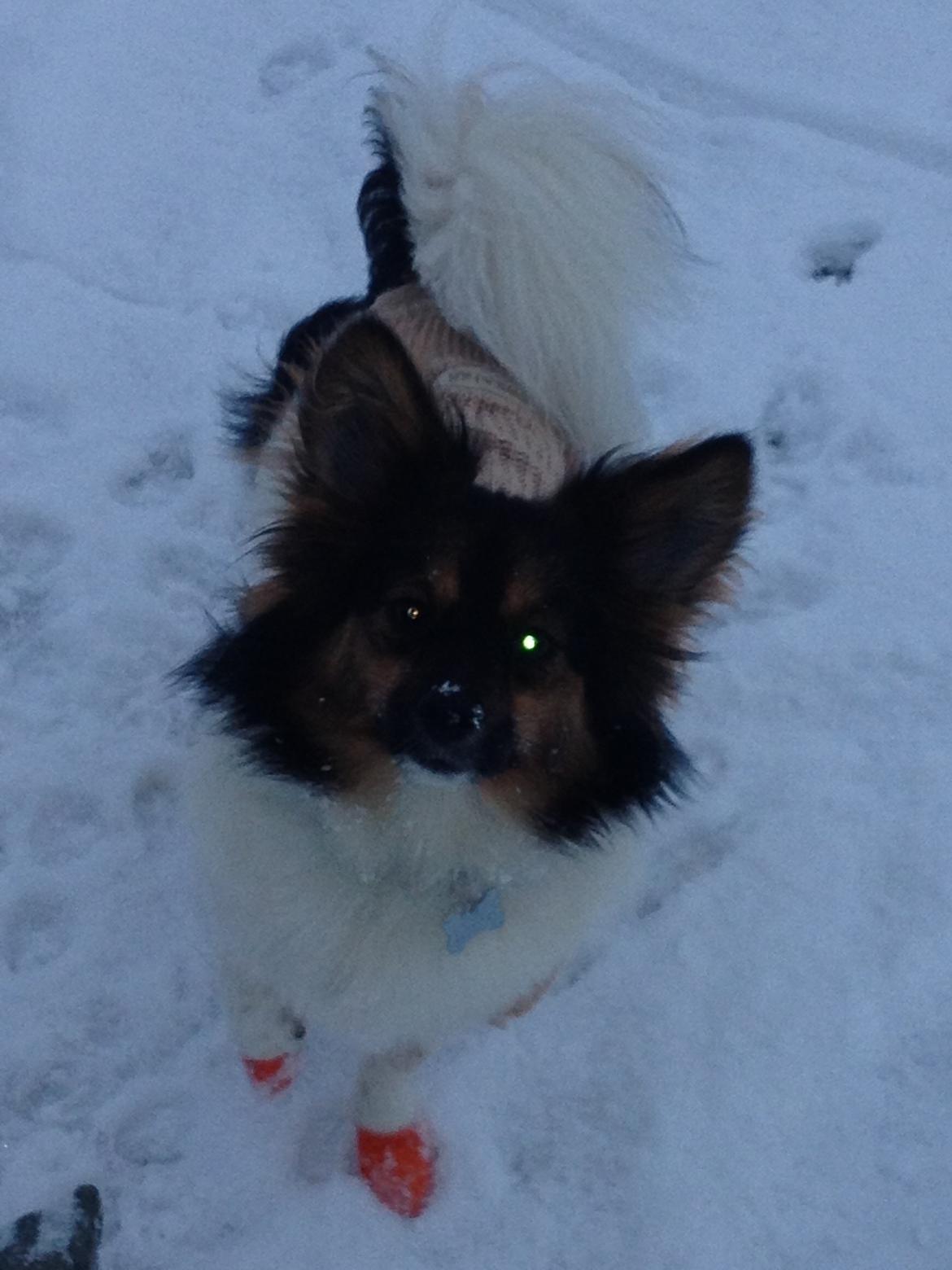 Blanding af racer Fie Caroline billede 11