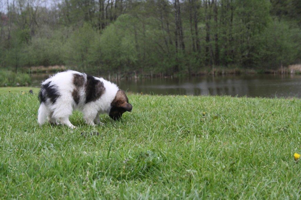 Blanding af racer Fie Caroline billede 12