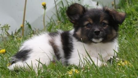 Blanding af racer Fie Caroline billede 13