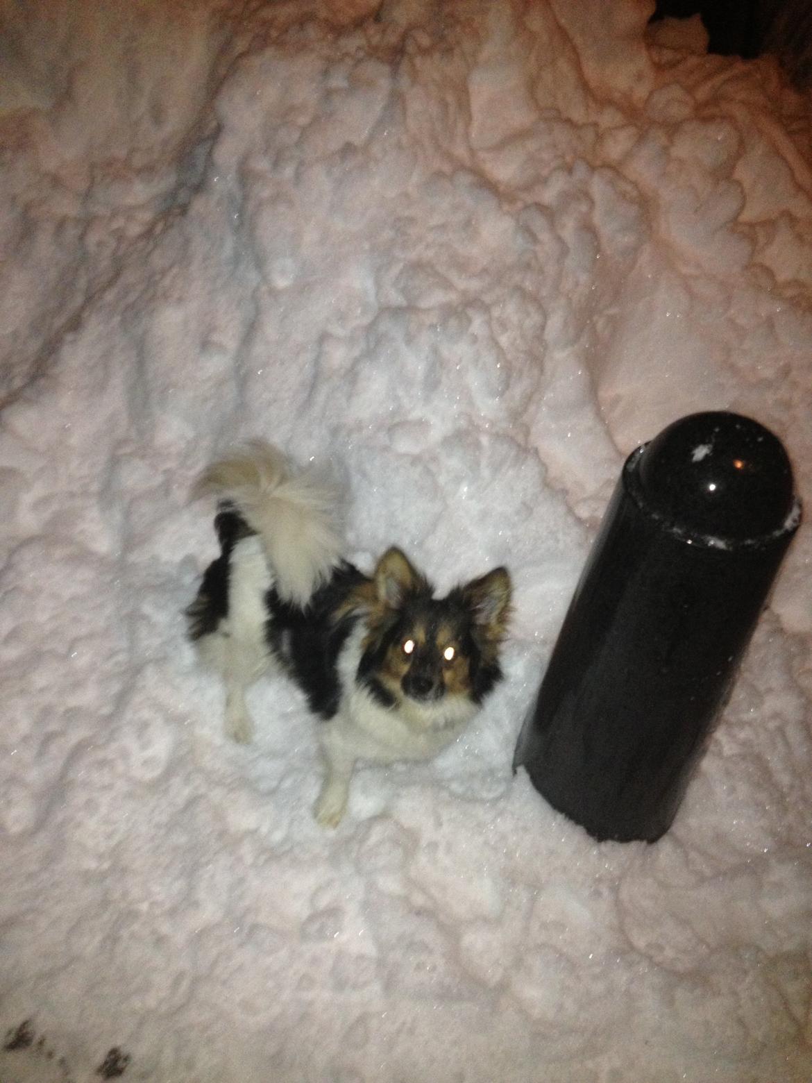 Blanding af racer Fie Caroline billede 14