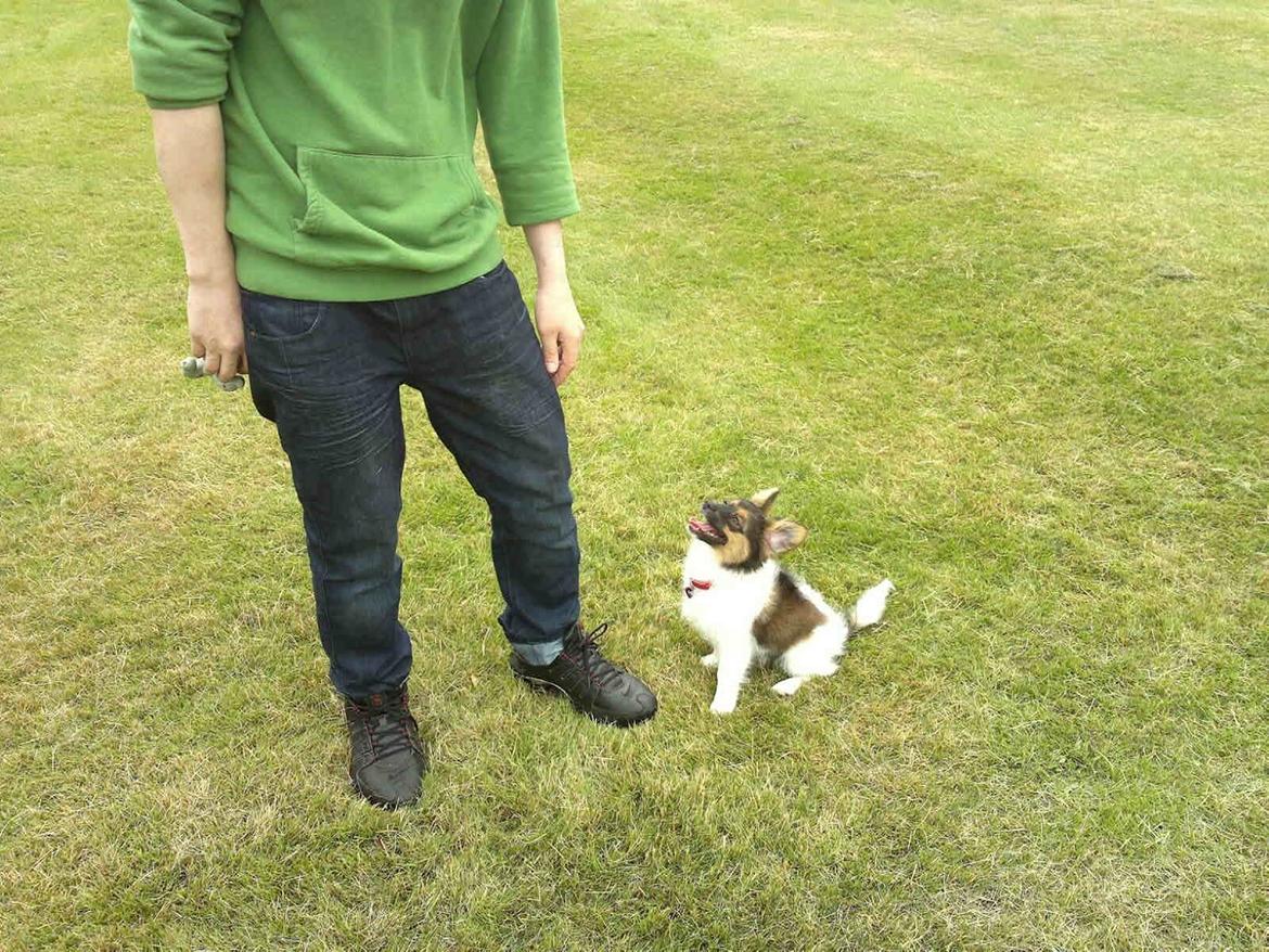 Blanding af racer Fie Caroline billede 15