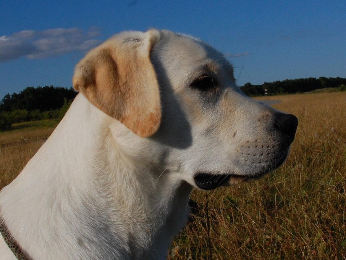 Labrador retriever Juelsgaard`s Fortitudo billede 1