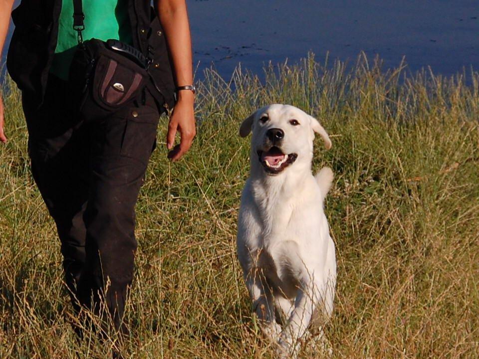Labrador retriever Juelsgaard`s Fortitudo - Kom nu moar. Jeg vil i vandet.
Juli 2013. billede 3