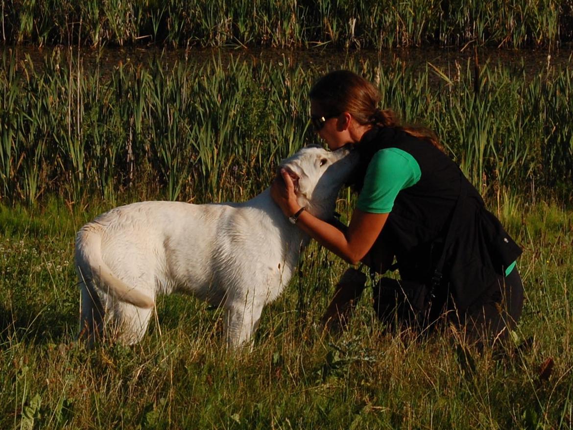 Labrador retriever Juelsgaard`s Fortitudo - En krammer efter en god aflevering til træning.
Juli 2013. billede 4