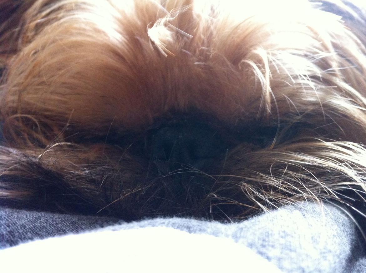 Griffon bruxellois Ramses/Chewbacca billede 1