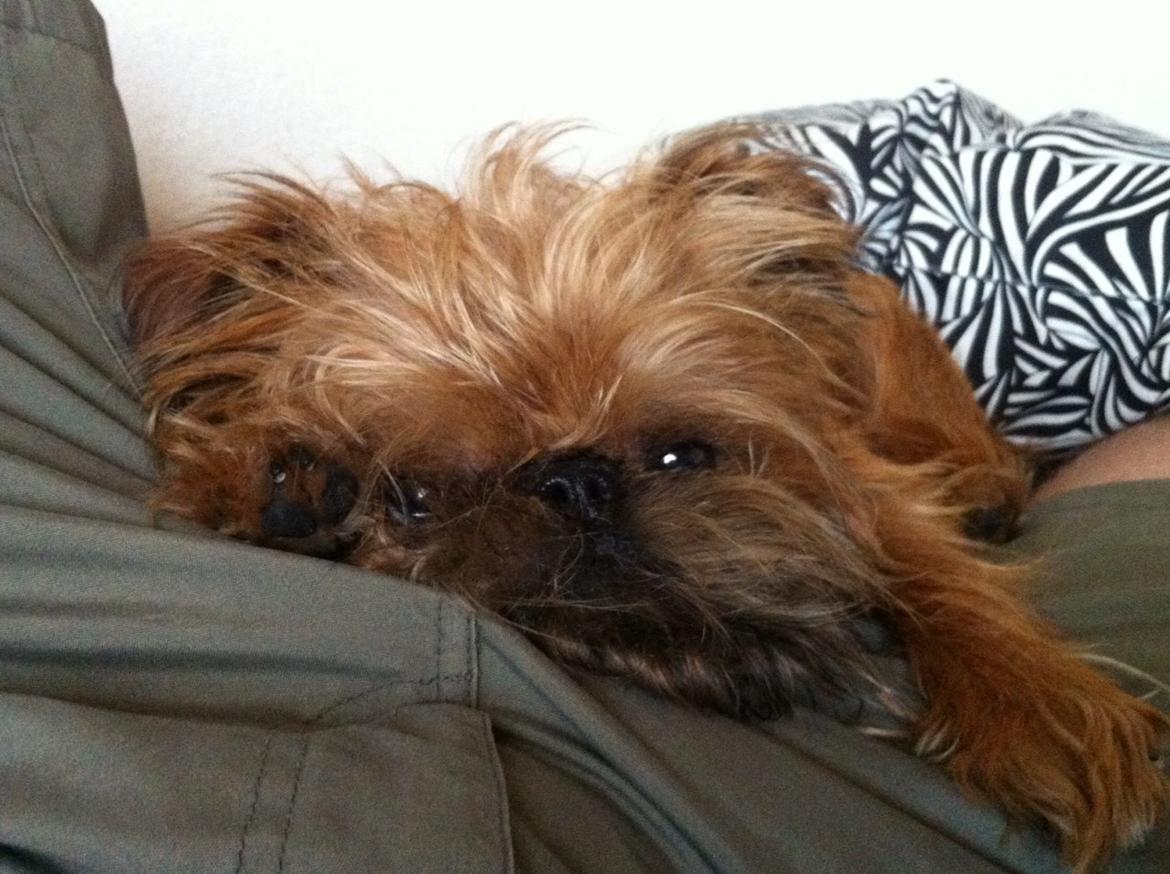 Griffon bruxellois Ramses/Chewbacca billede 2