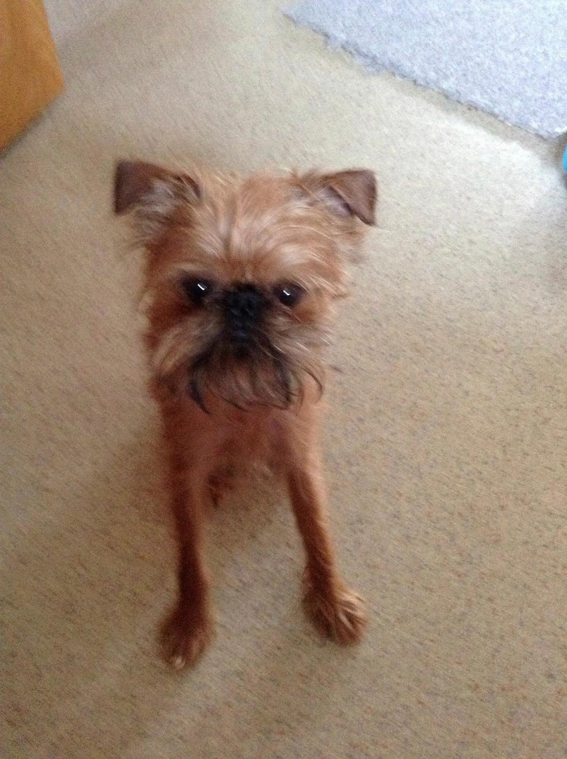 Griffon bruxellois Ramses/Chewbacca billede 3