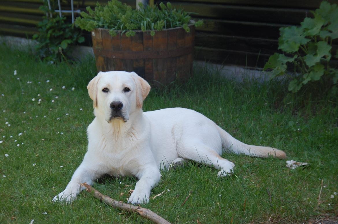 Labrador retriever Juelsgaard`s Fortitudo billede 2